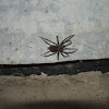Barn Funnel Weaver/Domestic House spider