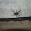 Barn Funnel Weaver/Domestic House spider