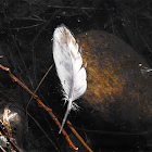 Duck Feather (signs of wildlife)