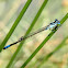 Common bluetail