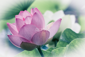 Pink Lotus by Anthony Rutter -  