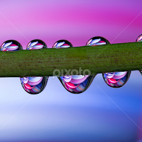 water drops  by Youssef Elboukhari - Nature Up Close Natural Waterdrops