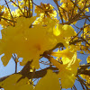 Ipê-amarelo (Yellow-ipe)