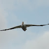 Great White Pelican