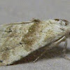 Everlasting Bud Moth