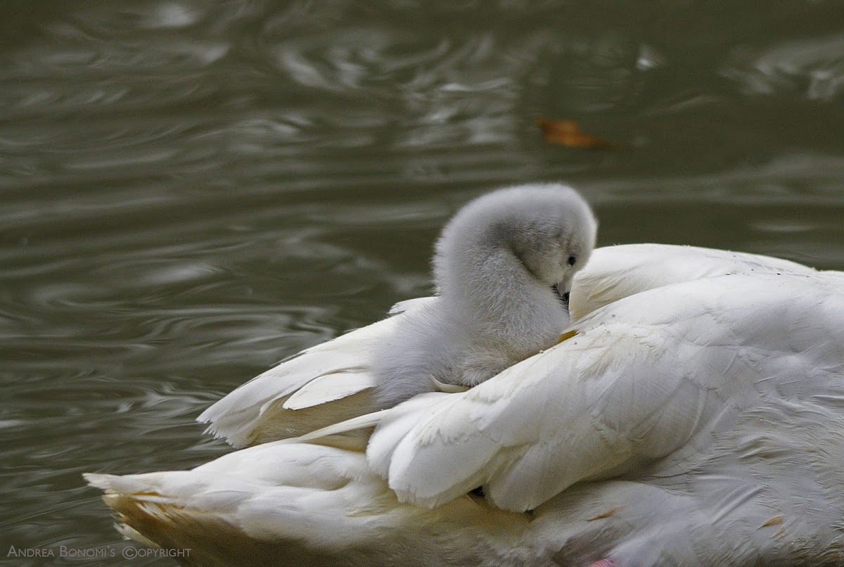 Little swan  (Mute swan)