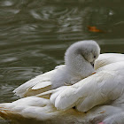 Little swan  (Mute swan)