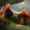 Mottled Cup Moth Caterpillar
