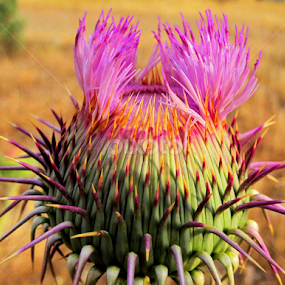 by Adnan Mirani - Flowers Flowers in the Wild