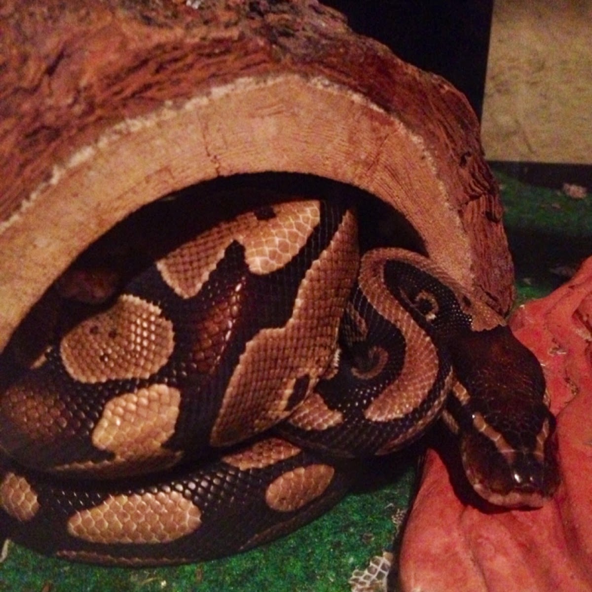 Ball python