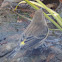 Yellow-rumped Warbler