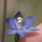 Slender Sun Orchid 