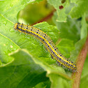 Great Southern White Caterpillars