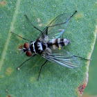 Australian Leafroller Tachinid Fly