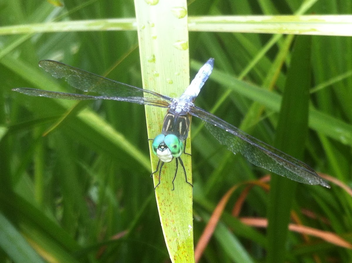 Blue Dasher (adult male)