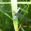 Blue Dasher (adult male)