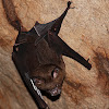 Great Roundleaf Bat