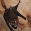 Great Roundleaf Bat