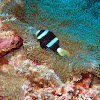 Clark´s anemonefish (dark variant)