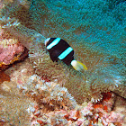 Clark´s anemonefish (dark variant)