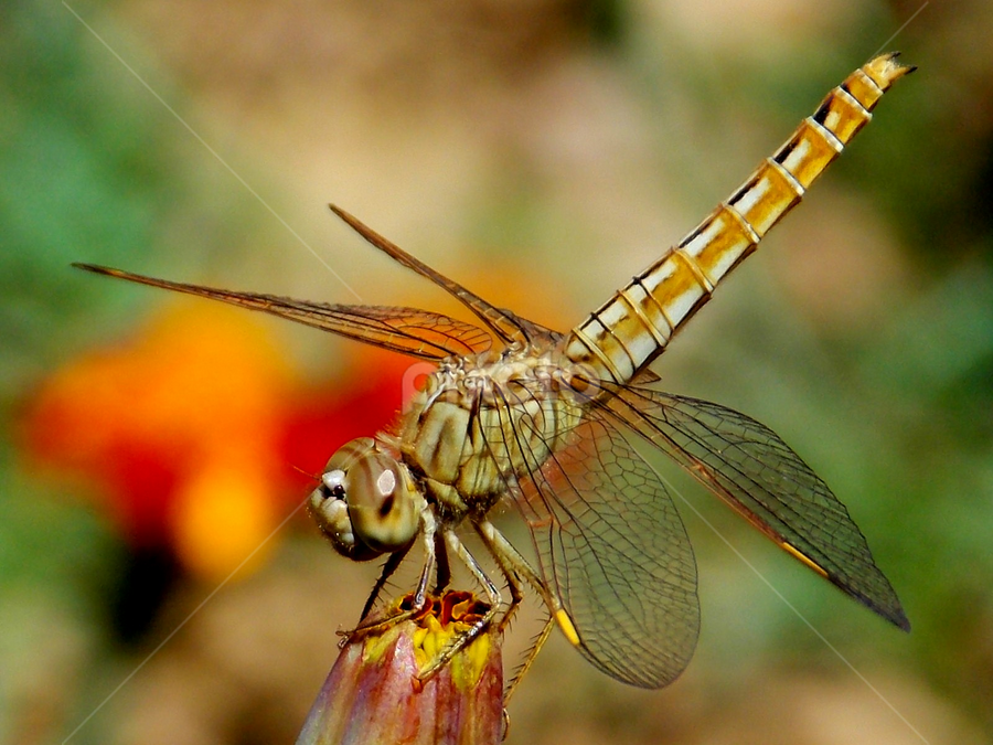  Phoring  by Abhijit Palit - Animals Insects & Spiders