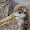 Waved albatross (juvenile)