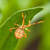 Leaf-Footed Bug - 1st Instar Nymph