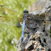 eastern pondhawk (male)