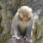 台灣獼猴Formosan rock-monkey