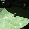 Small wasp