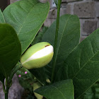 magnolia, philippines