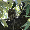 Asian Barred Owlet