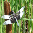 Widow Skimmer (Male)