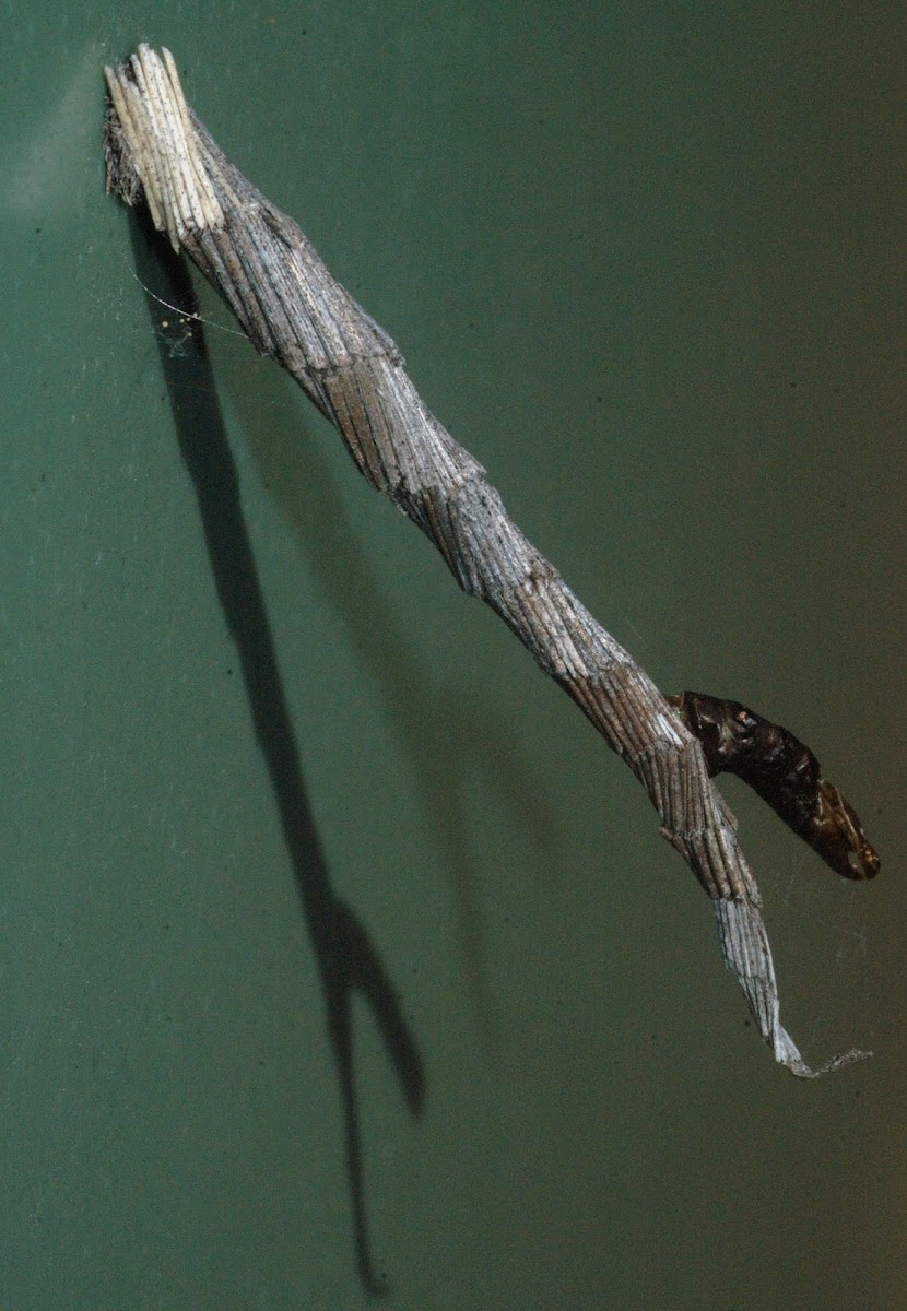 Tower Case moth