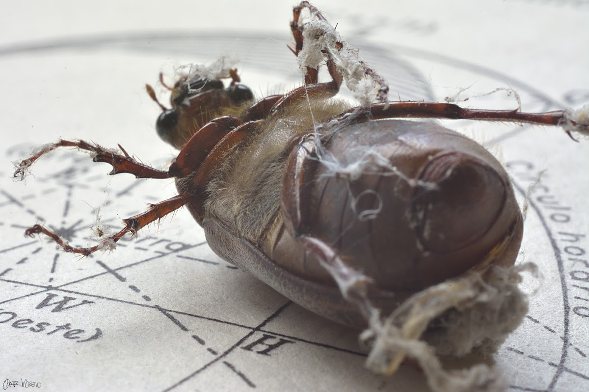 Beetle corpse