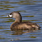 Pied-billed Grebe