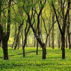 The green carpet. by Nilotpal Sarma - Nature Up Close Gardens & Produce