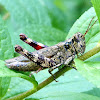 Unknown Grasshopper