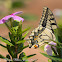 Swallowtail