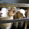 Sheep. From the Faroe islands