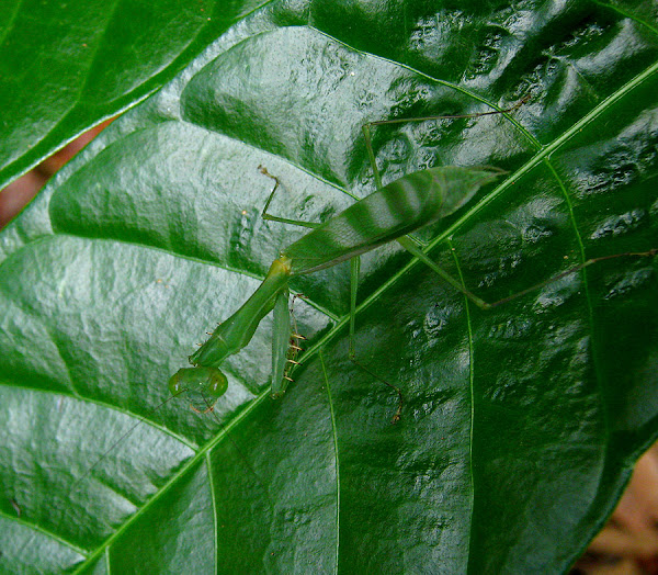 Green Leaf Mantis | Project Noah