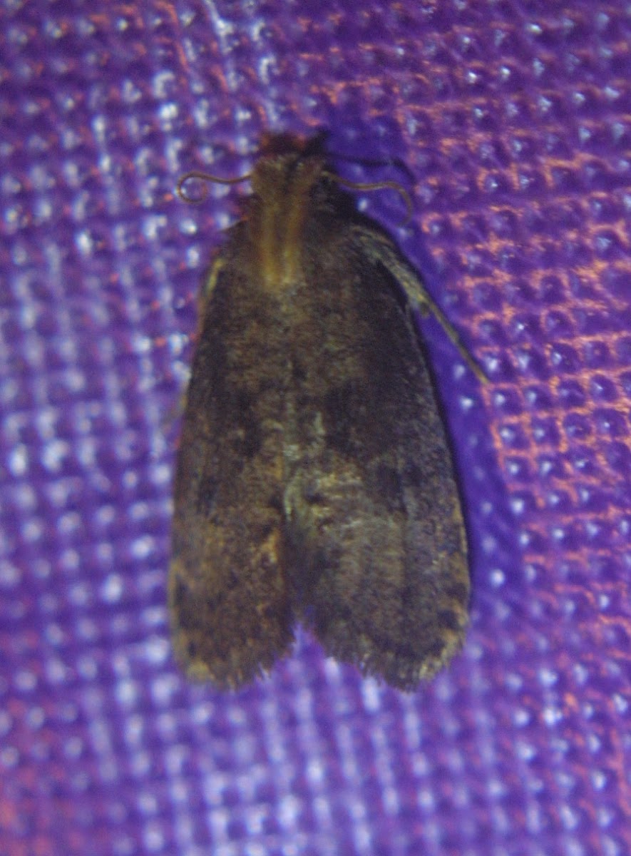 Unknown Acrolophus Moth