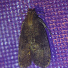Unknown Acrolophus Moth