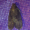 Unknown Acrolophus Moth