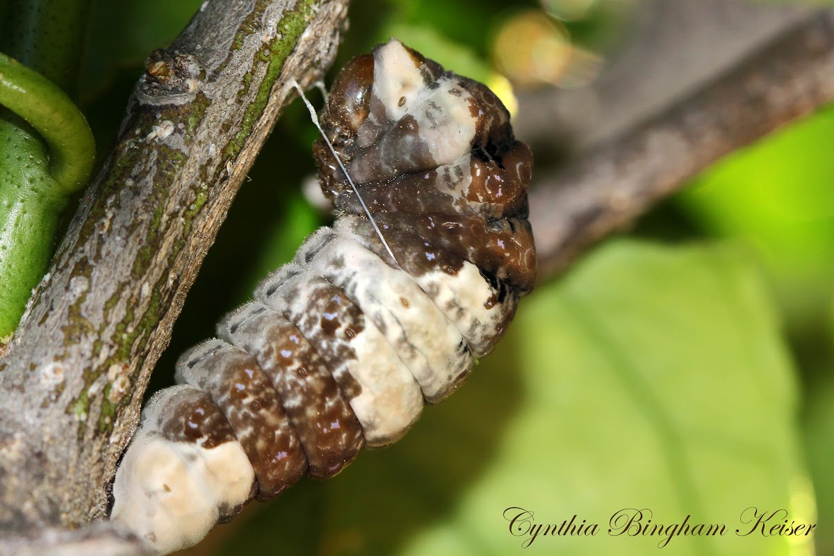 Eastern Giant Swallowtail Caterpillar (Pre-pupal stage)