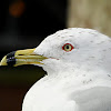 Ring-billed Gull