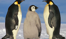 ペンギンの壁紙 Androidアプリ Applion