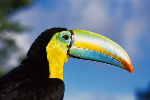 Panama-toucan - Brightly colored toucans can be spotted throughout Panama. 