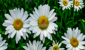 Daisies  by John Forrant - Flowers Flower Gardens