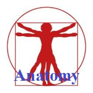 CoBa Anatomy for $1. 31.0